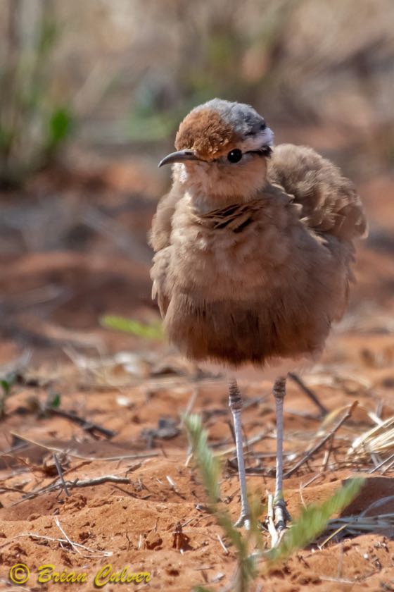 Burchell's Courser - Mokala, Lilydale section