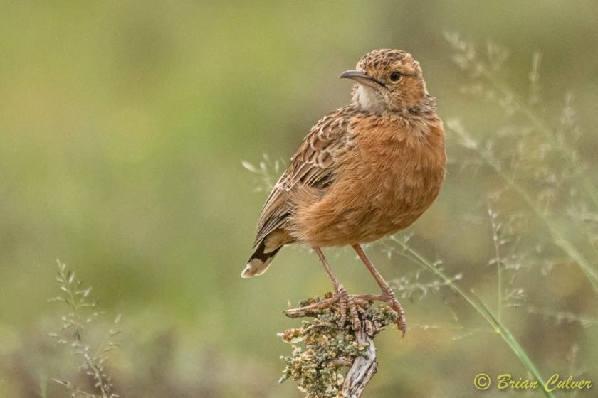 Spike-healed Lark