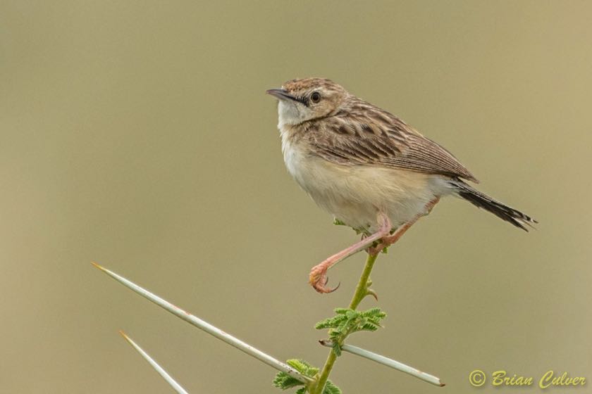 Zitting Cisticola
