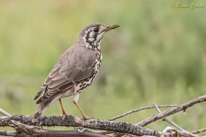 Groundscraper Thrush