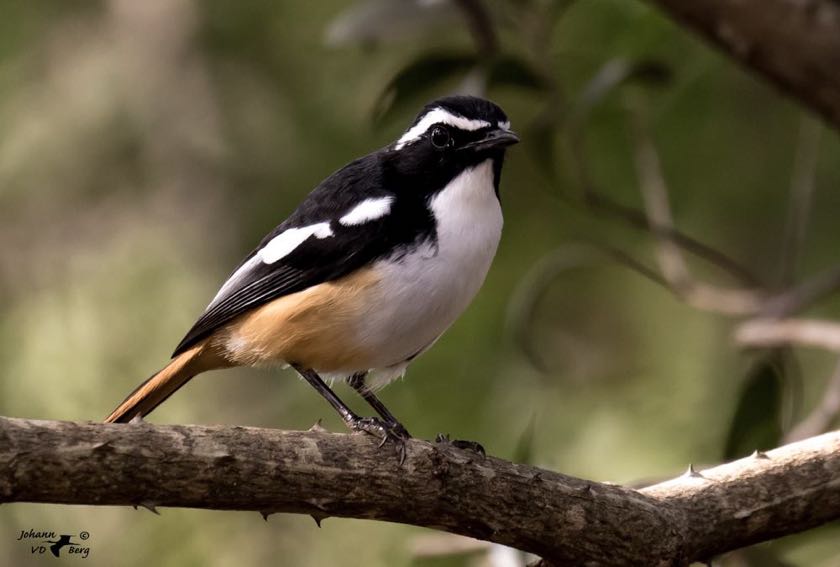 White-throated Robin-Chat