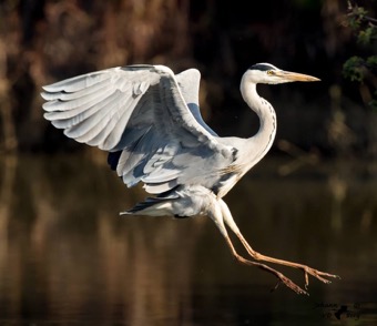 Grey Heron