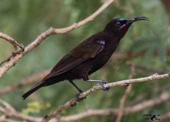 Amethyst Sunbird