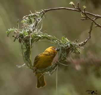 Cape Weaver