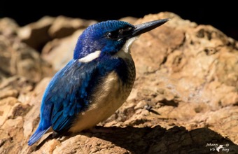 Half-collared Kingfisher