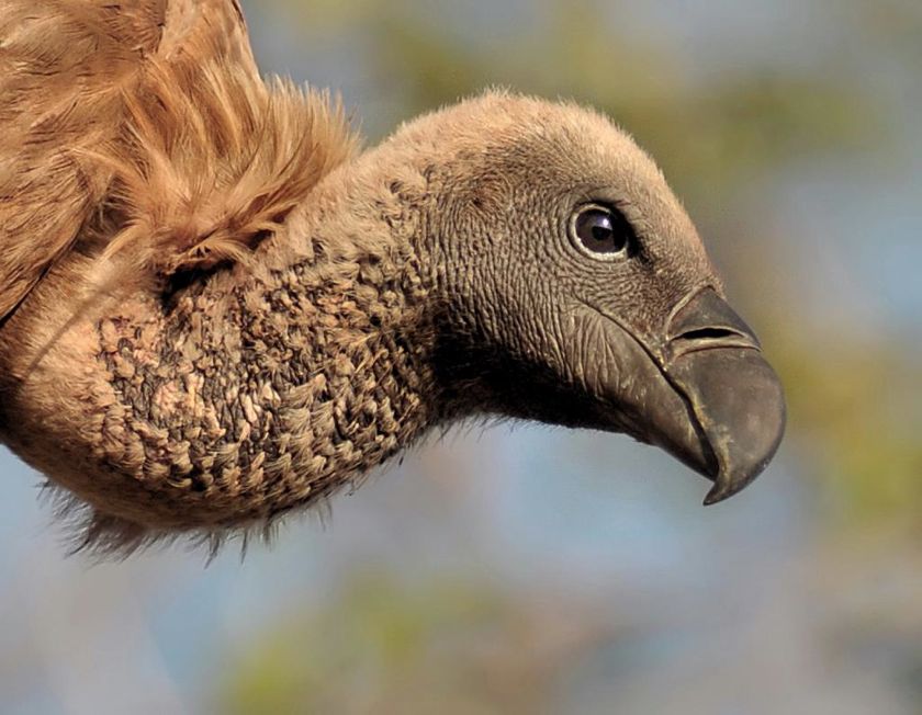 Cape vulture