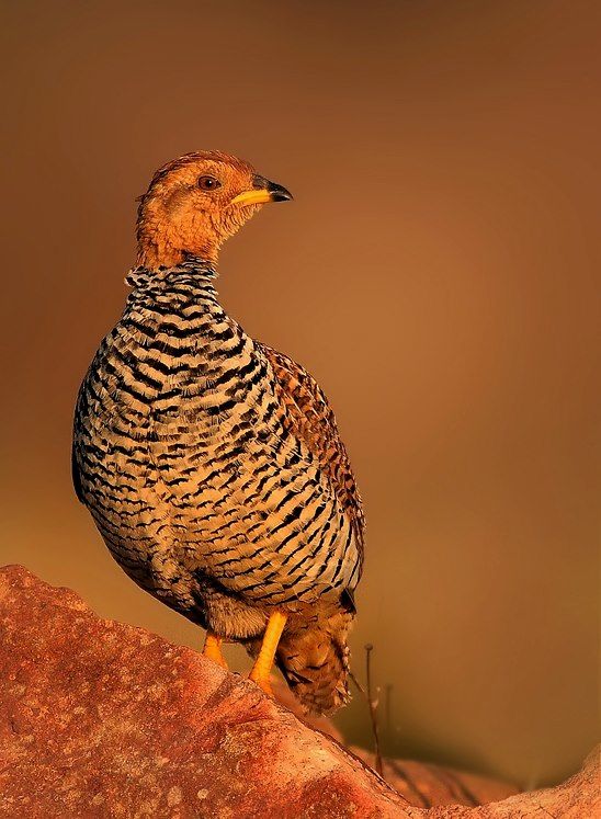 Coqui Francolin