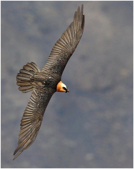 Bearded Vulture