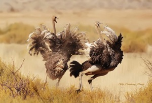 Common Ostrich