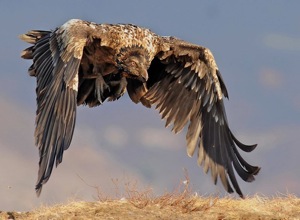 Bearded Vulture