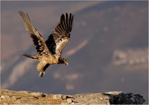 Bearded Vulture