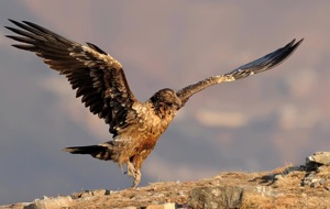 Bearded Vulture