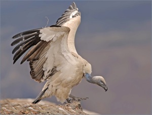 Cape vulture