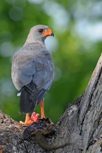 Dark Chanting Goshawk