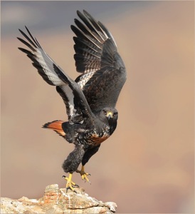 Jackal Buzzard