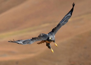Jackal Buzzard