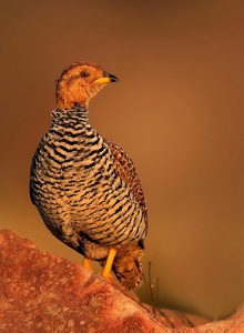 Coqui Francolin