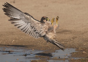 Lanner Falcon