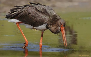 Black Stork