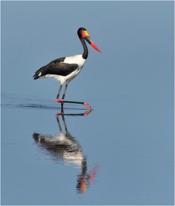 Saddle-billed Stork