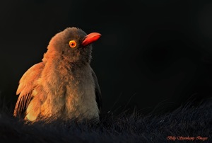 Red-billed Oxpecker