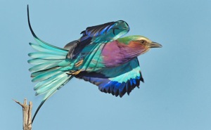 Lilac-breasted Roller