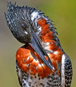 Giant Kingfisher