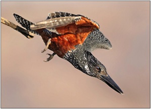 Giant Kingfisher