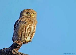Pearl-spotted Owlet
