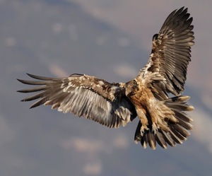 Bearded Vulture juvenile