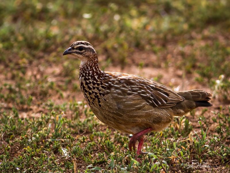 Crested Francolin