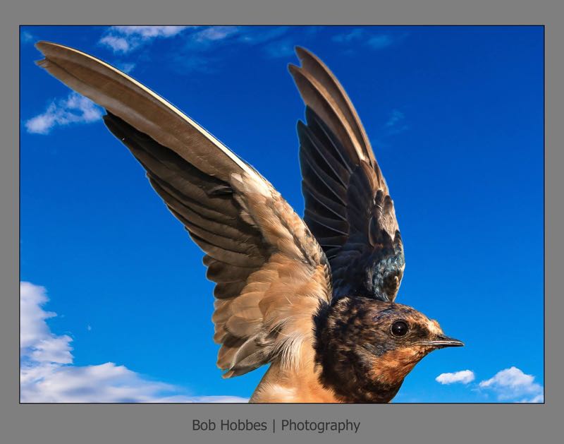 Barn Swallow