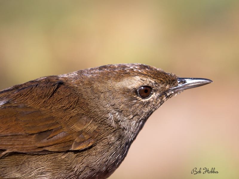 Barratt's Warbler