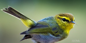 Yellow-throated Woodland Warbler