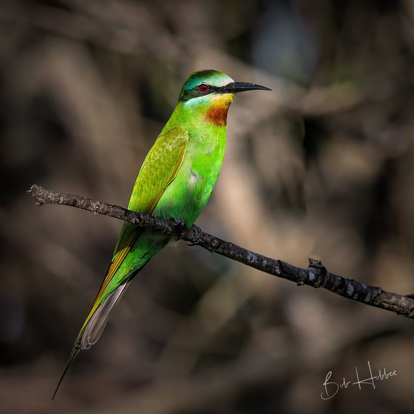 Blue-cheeked Bee-eater