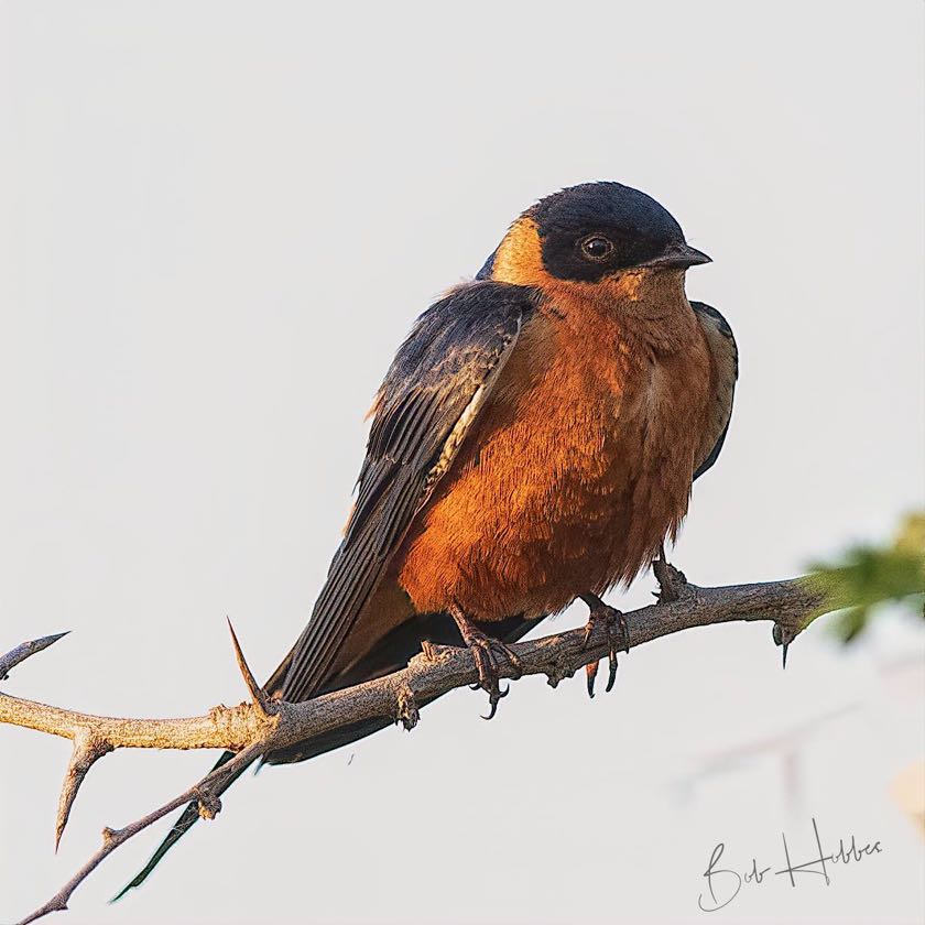 Red-breasted Swallow