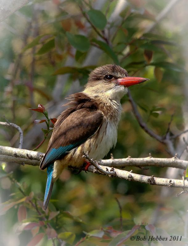 Brown-hooded Kingfisher