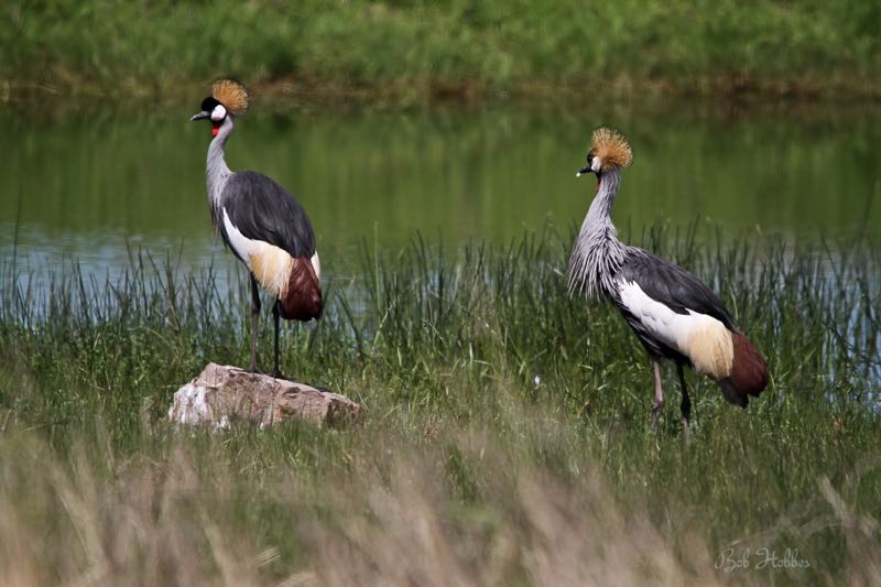 Grey Crowned Crane