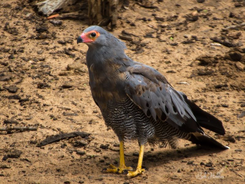 African Harrier-Hawk