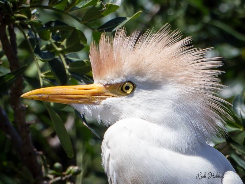 Cattle Egret breeding