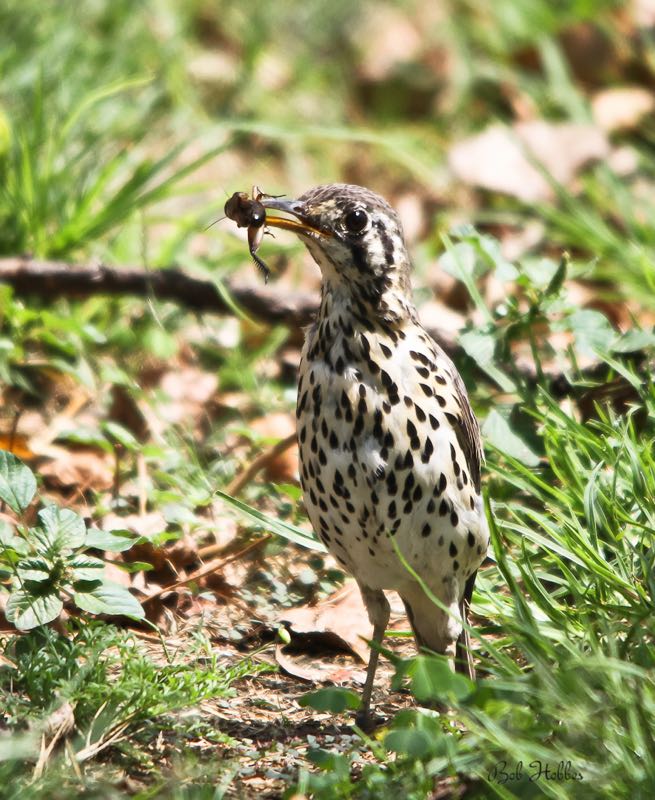 Groundscraper Thrush