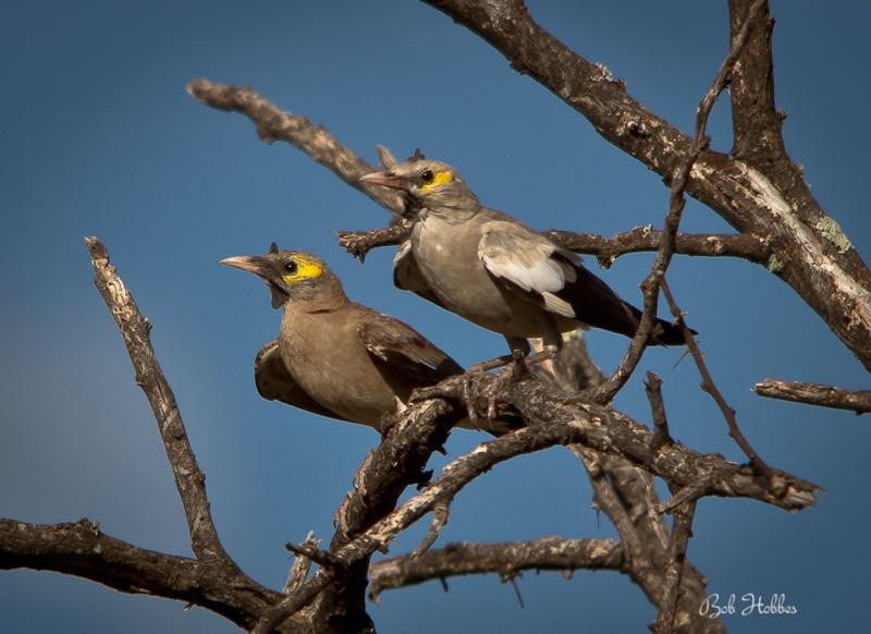 Wattled Starling