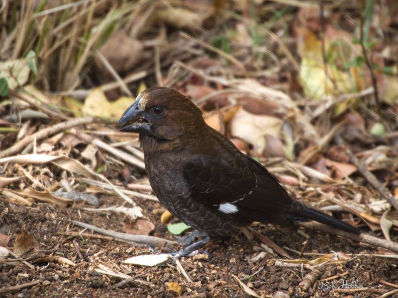 Thick-billed Weaver