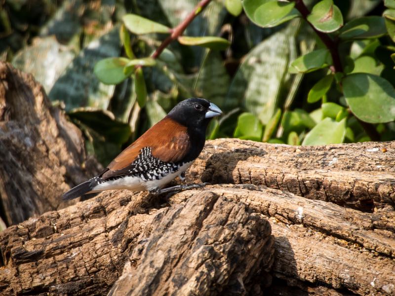 Red-billed Firefinch