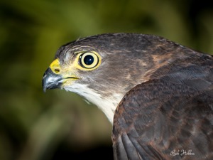 Little Sparrowhawk Accipiter minullus