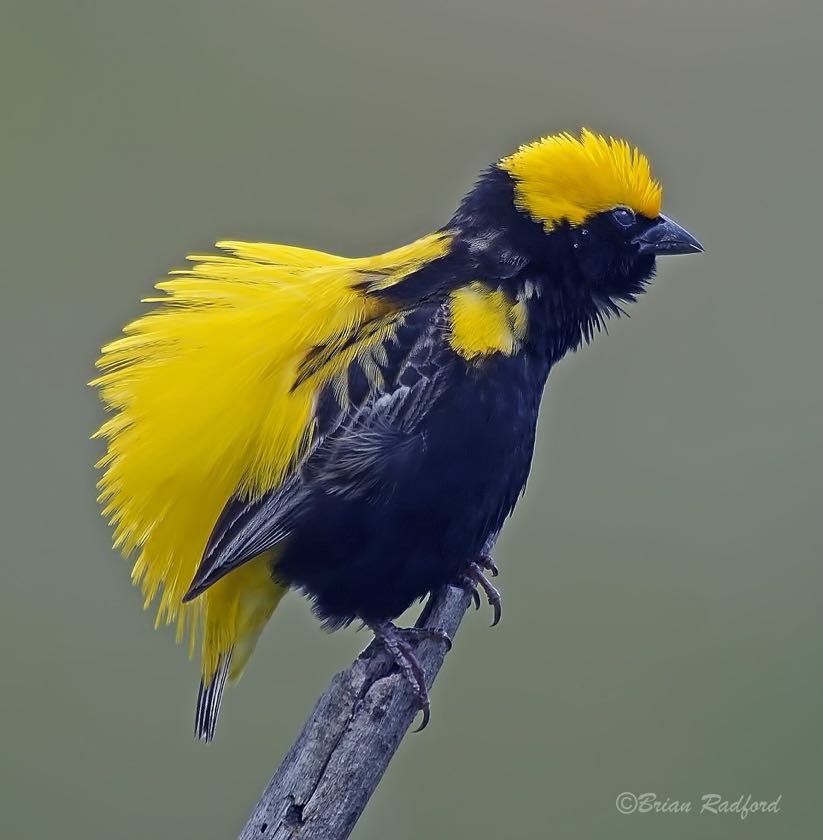 Yellow-crowned Bishop