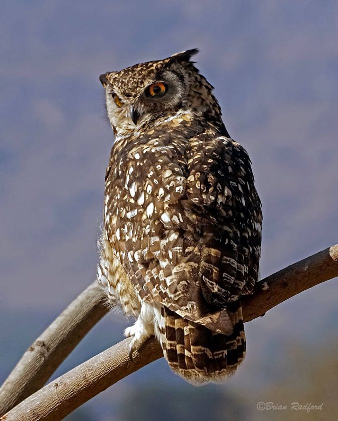 Spotted Eagle-Owl
