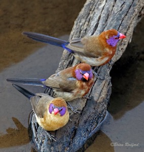 Violet-eared Waxbills ... Pilanesberg