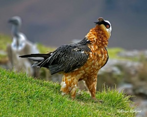 Bearded Vulture