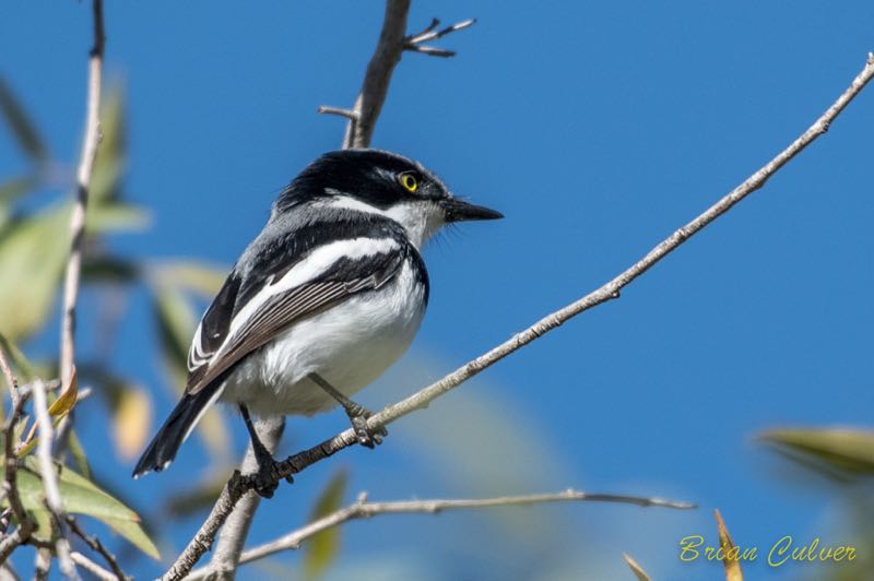Pririt Batis male